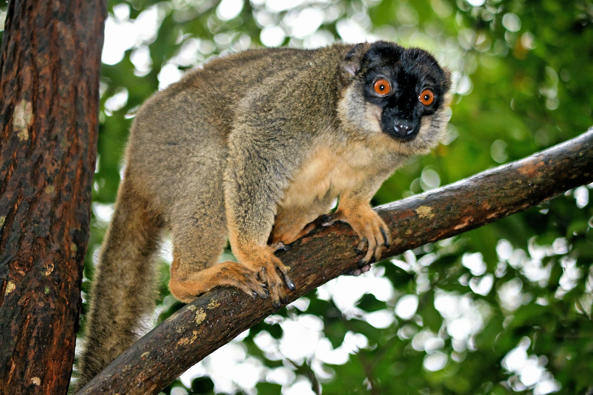Braune Maki (Eulemur fulvus)